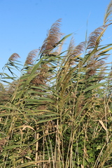 Phragmites australis altissimus