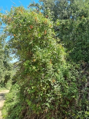 Eccremocarpus scaber