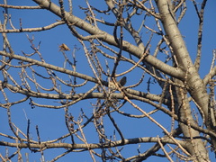 Haemorhous purpureus