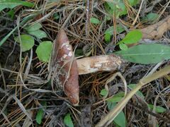 Tricholoma fracticum