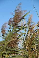Phragmites australis altissimus