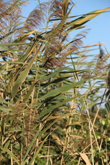 Phragmites australis altissimus