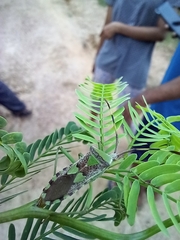 Prismatocerus prominulus