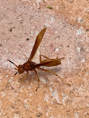 Polistes canadensis