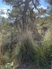 Ampelodesmos mauritanicus