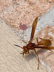 Polistes canadensis