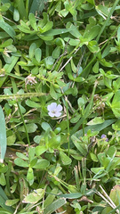 Bacopa monnieri