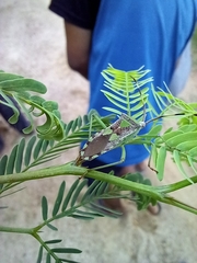 Prismatocerus prominulus