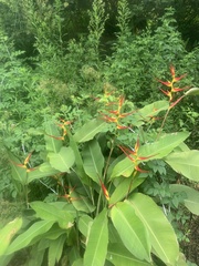 Heliconia psittacorum