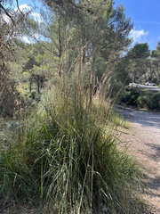 Ampelodesmos mauritanicus