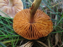 Agaricales