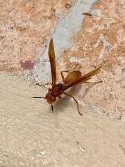 Polistes canadensis