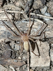 Anyphaena