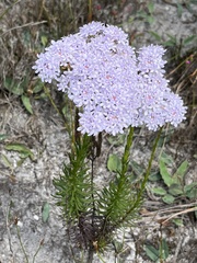 Pseudoselago spuria
