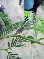 Prismatocerus prominulus