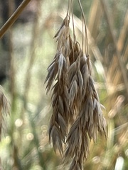 Ampelodesmos mauritanicus