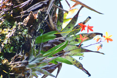 Prosthechea vitellina