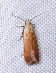 Anacampsis fullonella
