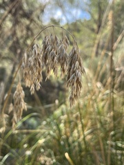 Ampelodesmos mauritanicus