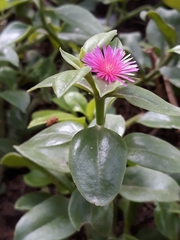 Mesembryanthemum cordifolium
