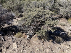 Cercocarpus intricatus