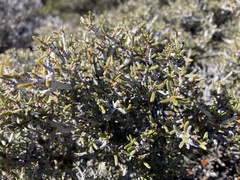Cercocarpus intricatus