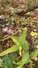 Helianthus divaricatus