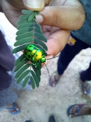 Calliphara excellens