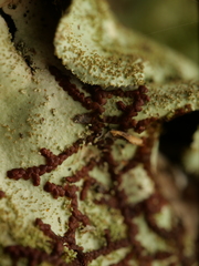 Frullania kunzei