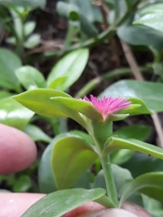 Mesembryanthemum cordifolium