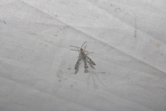 Synanthedon acerni