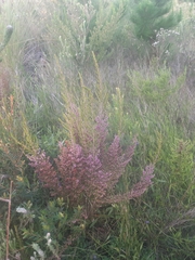 Erica opulenta