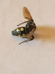 Campsomeris bistrimacula