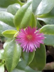 Mesembryanthemum cordifolium