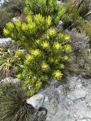Leucadendron laureolum