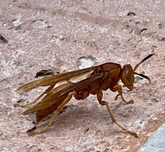 Polistes canadensis