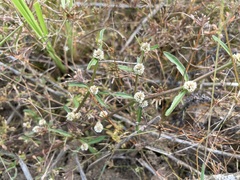 Alternanthera ficoidea