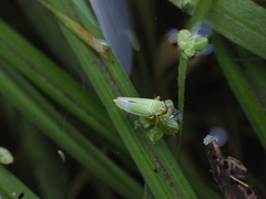 Cicadella