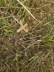 Dactyloctenium aegyptium
