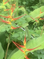 Heliconia psittacorum