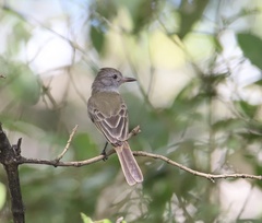 Myiarchus panamensis