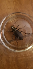 Carabus purpurascens