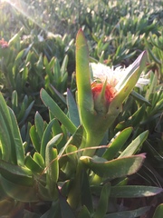 Carpobrotus edulis