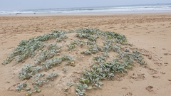 Arctotheca populifolia