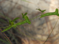 Smilax auriculata