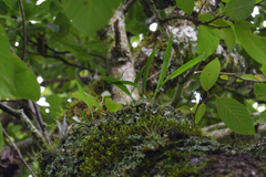 Prosthechea ochracea