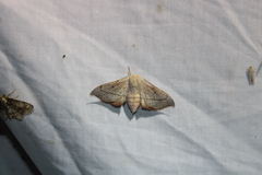 Cicinnus melsheimeri