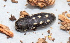 Acmaeodera