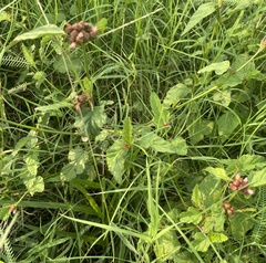 Melochia corchorifolia