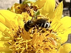 Halictus ligatus